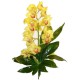 Orquídea Cimbidium (F124)