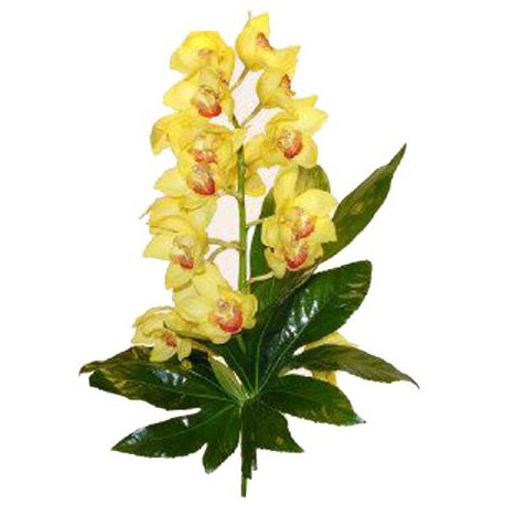 Orquídea Cimbidium (F124)