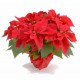 Centro de plantas navideño (CN02)