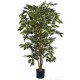 Ficus variegata nitida (PA112)