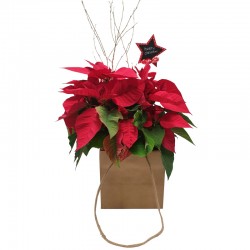 CHRISTMAS BAG POINTSETTIA