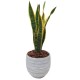 SANSEVIERIA