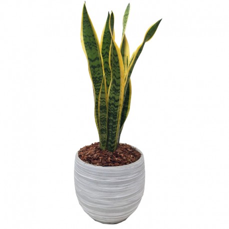 SANSEVIERIA