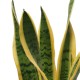 SANSEVIERIA