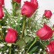 RAMO 18 ROSAS