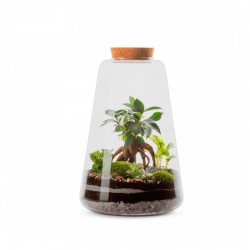 TERRARIUM FICUS GINSENG
