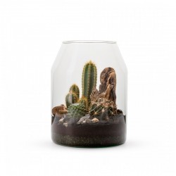 COMPOSICIÓN DE CACTUS MIX
