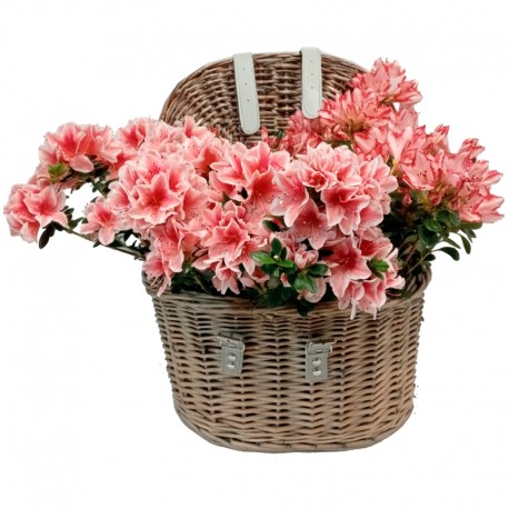 COFRE AZALEAS