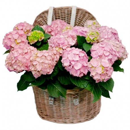 COFRE HORTENSIAS