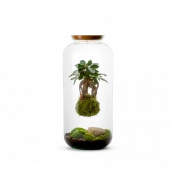 TERRARIUM KOKEDAMA FICUS GINSENG