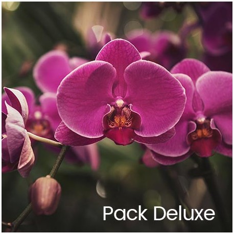 Pack Deluxe
