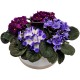 COOL VIOLETS