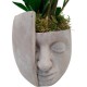 PLANTA ZAMIOCULCA