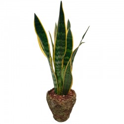 PLANTA SANSIVIERIA