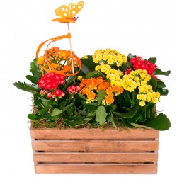 CAJA CON PLANTAS NIGHTLIGHT