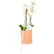ORQUÍDEAS GUARENAS