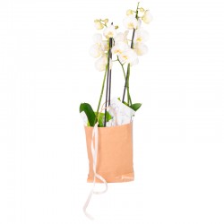 ORQUÍDEAS GUARENAS