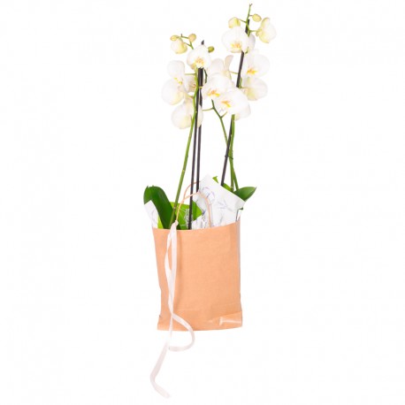 ORQUÍDEAS GUARENAS