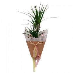 DRÁCENA MARGINATA
