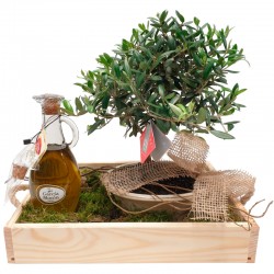 BONSAI DE OLIVO