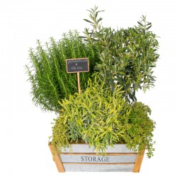 COMPOSICIÓN DE PLANTAS AMENAL