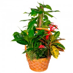 COMPOSICIÓN DE PLANTAS MARACAIBO