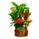 Cesta de plantas Cariviana