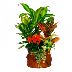 Cesta de plantas Cariviana
