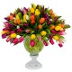 ROYAL TULIPS