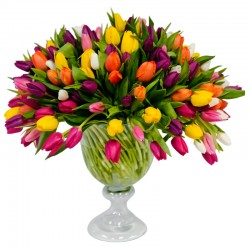 ROYAL TULIPS
