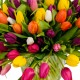 ROYAL TULIPS