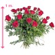 24 ROSAS DE 1 METRO