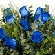 12 ROSAS AZULES