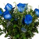 6 ROSAS AZULES