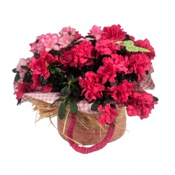 CESTA AZALEAS