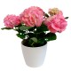 HORTENSIA PINK