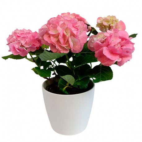 HORTENSIA PINK
