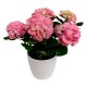 HORTENSIA PINK