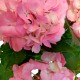 HORTENSIA PINK