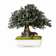 BONSAI PRESERVADO PARVIFOLIA