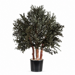 ARBUSTO PARVIFOLIA