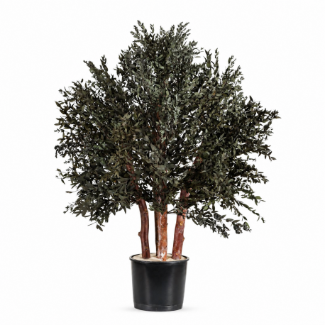 ARBUSTO PARVIFOLIA