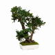BONSAI TOBIRA