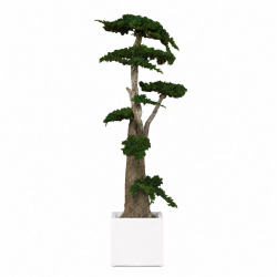 ÁRBOL JUNÍPERUS 160 CM.