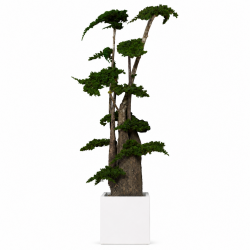 ÁRBOL JUNÍPERUS 190 CM.