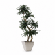 ÁRBOL TOPIARI PARVILFOLIA 150 CM.