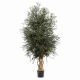 ÁRBOL PARVIFOLIA 180 CM.