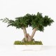 BONSAI JUNIPERUS 25 CM.