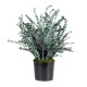 PLANTA BABY BLUE