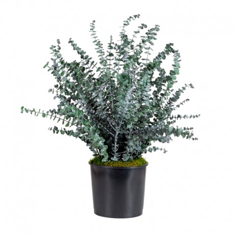 PLANTA BABY BLUE